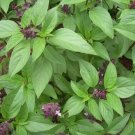 Thai Basil Seeds 600 Annual Herb Garden Ocimum Basilicum Vietnamese Culinary Easy Grow