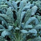 Lacinato Kale Seeds 600 Dinosaur Kale Cool Weather Vegetable Garden Non Gmo Easy Grow