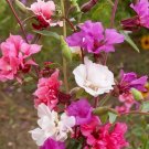 Clarkia Seeds 2000 Annual Wildflower Garden Bright Mixed Colors Cutflower Easy Grow