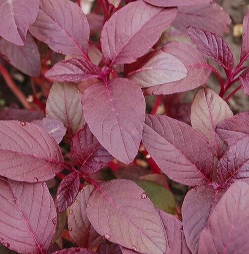 Red Garnet Amaranth Seeds 2000 Vegetable Annual Herb Garden Micro-Greens Nongmo Easy Grow