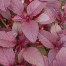 Red Garnet Amaranth Seeds 2000 Vegetable Annual Herb Garden Micro-Greens Nongmo Easy Grow