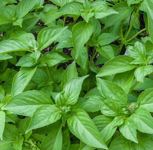 Lemon Basil Seeds 600 Annual Herb Garden Culinary Spices Non Gmo Easy Grow