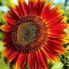 Red Sun Sunflower Seeds 50 Annual Flower Garden 60 Height Helianth Annu Easy Grow