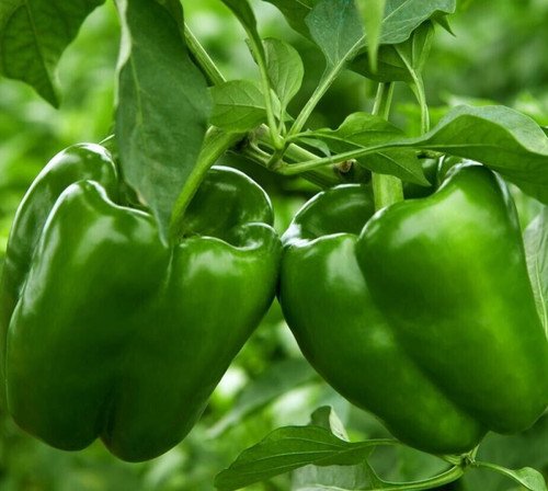 Emerald Giant Bell Pepper Seeds 50 Sweet Green Vegetable Garden Capsicum Annuum Easy Grow