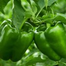 Emerald Giant Bell Pepper Seeds 50 Sweet Green Vegetable Garden Capsicum Annuum Easy Grow