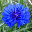 Dwarf Blue Bachelor Button Seeds 400Cornflower Flower Garden Centaurea Cyan Easy Grow Dwarf Blue Bachelor Button Seeds 400Cornflower Flower Garden Centaurea Cyan Easy Grow