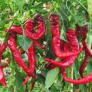 Nardello Pepper Seeds 50 Jimmy Nardello Italian Sweet Pepper Vegetable Garden Easy Grow