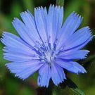 Chicory Seeds 600 Chichorium Intyb Blue Perennial Flower Garden Easy Grow