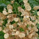 Money Seeds 100 Lunaria Biennis Flower Silver Pennies Wildflower Garden Easy Grow