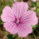 Rose Mallow Seeds 400 Pink Annual Flower Garden Wildflower Lavatera Trimestris Easy Grow