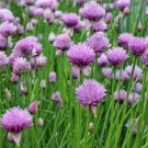 Chives Seeds 1000 Common Perennial Herb Garden Purple Flower Easy Grow