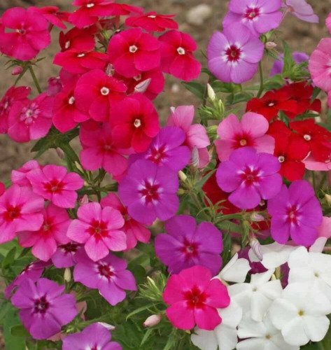 Phlox Flower Seeds 600 Drummonds Mixed Colors Annual Wildflower Garden Easy Grow