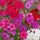 Phlox Flower Seeds 600 Drummonds Mixed Colors Annual Wildflower Garden Easy Grow