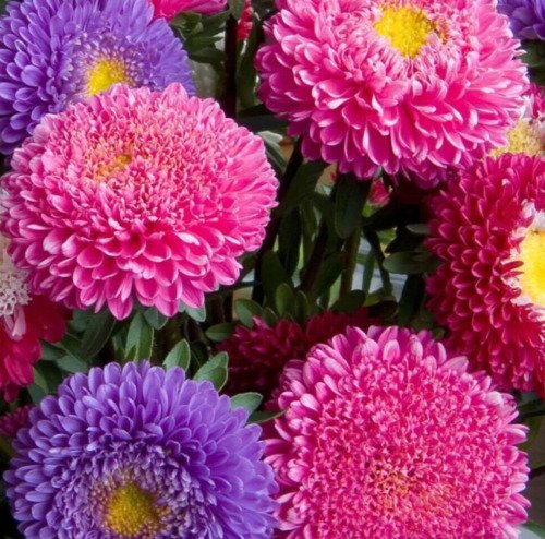 Aster Flower Seeds 600 Powder Puff China Mix Colorful Annual Cut Flower Garden Easy Grow