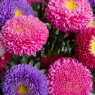 Aster Flower Seeds 600 Powder Puff China Mix Colorful Annual Cut Flower Garden Easy Grow