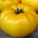 Yellow Brandywine Tomato Seeds 100 Indeterminate Beefsteak Variety Vegetables Easy Grow