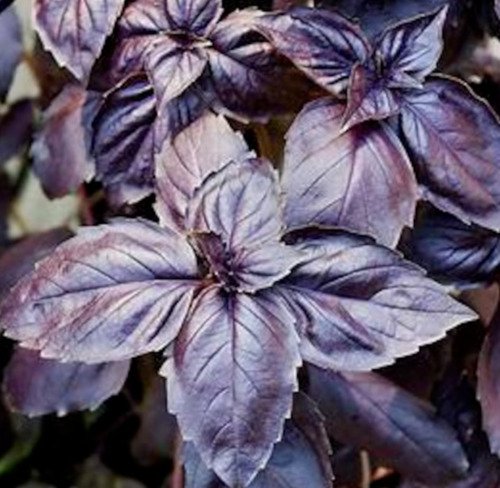 Dark Opal Basil Seeds 400 Purple Basil Annual Herb Garden Easy Grow