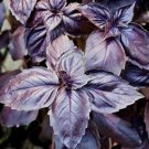Dark Opal Basil Seeds 400 Purple Basil Annual Herb Garden Easy Grow
