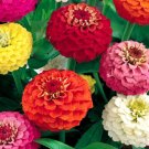 Lilliput Zinnia Seeds 400 Annual Flower Garden Mixed Colors Bees Easy Grow