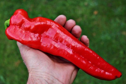 75 Joe E Parker Hatch Chili Seeds Super Mild And Flavorful Giant Hatch Chili Easy Grow