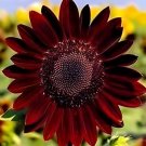 25 Velvet Queen Sunflower Seedsbeautiful Heirloom Vibrant Reds&Yellows Easy Grow