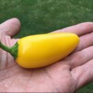 35 Numex Lemon Spice Jalapeno Seeds Unique Citrsy Mild-Med Heat Jalapeno Easy Grow