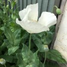 660 China White Poppy Seeds P. Somniferum Pure White Breadseed Poppy Easy Grow