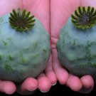 1500 Giganteum P. Somniferum Poppy Seeds Huge Stunning Flowers Wtons Of Seed Easy Grow