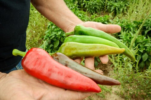 50Ct Lumbre Hatch Chili Pepper Seeds Amazing Taste Very Hot 35-40000 Scoville Easy Grow