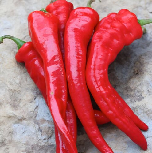 75Ct Rattlesnake Hatch Pepper Seeds Feel The Bite Med Heat Great Flavor Easy Grow