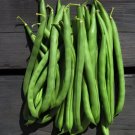 25 Bh Bean Seeds: Blue Lake 274 Crisp Sweet Nutritio Easy Grow