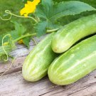 40 Heirloom Double Yield Cucumber Seeds Heavy Producer Huge Harvests Easy Grow