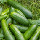40 Heirloom Muncher Burpless Cucumber Seeds Crunchy Sweet Not Bitter Easy Grow
