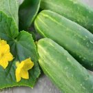 40 Heirloom Straight Eight Cucumber Seeds Grow Crisp Sweet Cucumbers Easily Easy Grow