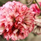 1000 Antique Shades Peony Poppy Seeds P. Somniferum Fluffy Pink&White Blooms Easy Grow