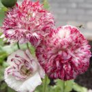 1500 Antique Shades Peony Poppy Seeds P. Somniferum Fluffy Pink&White Blooms Easy Grow