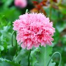 1500 Rose Peony Poppy Seeds P. Somniferum Fluffy Rose Pink Blooms Easy Grow