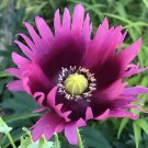 660 Jimis Purple Haze Poppy Seeds P. Somniferum Huge Frilly Purple Blooms Easy Grow