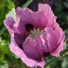 1500 Giant Hungarian Breadseed Poppy Seeds P. Somniferum Purple&Lilac Blooms Easy Grow