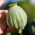 1500 Qis Bowling Ball Poppy Seeds P. Somniferum Largest Poppy There Is Easy Grow