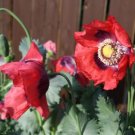 660 Crimson Flame Poppy Seeds P. Somniferum Very Few Available Easy Grow