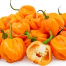 20 Orange Scotch Bonnet Pepper Seeds Heirloom Non Gmo Easy Grow