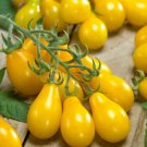 30 Yellow Pear Tomato Seeds Heirloom Non Gmo Easy Grow