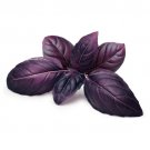 200 Red Rubin Basil Seeds Heirloom Easy Grow