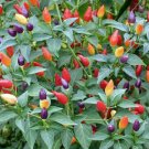 20 Fire Cracker Pepper Seeds Heirloom Non Gmo Easy Grow