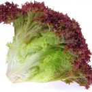 1000 Lollo Rosso Lettuce Seeds Heirloom Non Gmo Easy Grow
