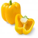 20 Sunbright Sweet Bell Pepper Seeds Heirloom Non Gmo Easy Grow