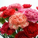 300 Carnation Double Mix Seeds Rare Dianth Flowers Rare Blooms Easy Grow
