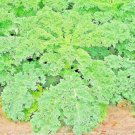 1200 Seeds Kale Dwarf Spring Mix Vegetable Garden Salads Microgreens Non Gmo Easy Grow