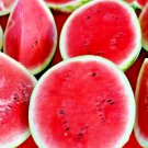 100 Sugar Baby Watermelon Seeds Super Sweet Fruit Heirloom Non Gmo Melon Easy Grow